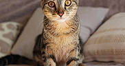 Gaspard a rejoint le concours — aidez-le/la à gagner de superbes lots ! cat, tabby_cat, kitten, pet, animal, feline, portrait, sitting, bed, bedroom, pillows, blanket, indoor, brown, striped, whiskers, ears, eyes, alert, cute