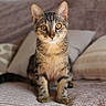 cat, tabby_cat, kitten, pet, animal, feline, portrait, sitting, bed, bedroom, pillows, blanket, indoor, brown, striped, whiskers, ears, eyes, alert, cute