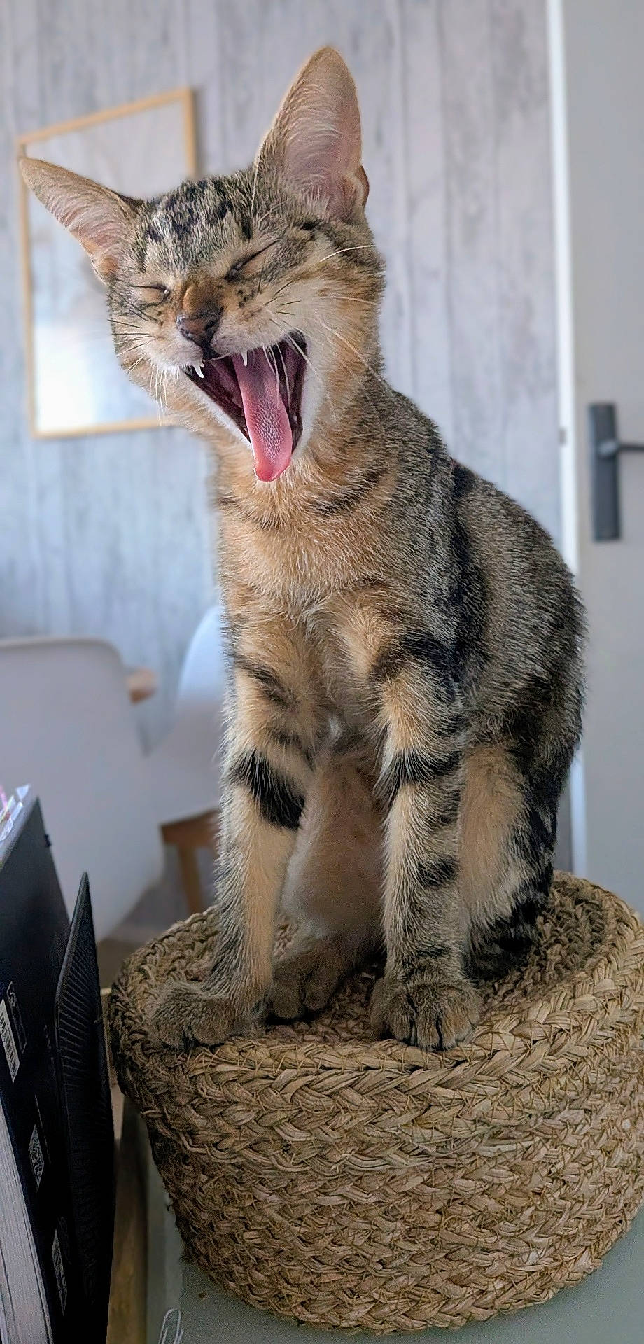 animal, basket, cat, close_up, ears, feline, funny, furniture, home, indoor, open_mouth, pet, portrait, sitting, striped_fur, tabby_cat, whiskers, wooden_wall, woven_basket, yawning