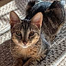 cat, kitten, tabby, feline, pet, animal, sitting, lying_down, indoor, sunlight, sunbeam, rug, textured_fabric, brown_fur, striped_fur, green_eyes, whiskers, pointed_ears, portrait, cozy