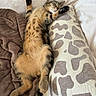 cat, tabby_cat, sleeping, nap, relaxed, lying_down, stretched, paws, whiskers, closed_eyes, fur, striped, spotted, tail, blanket, pillow, bed, indoors, cozy, pet