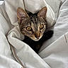 cat, tabby_cat, pet, animal, feline, whiskers, ears, eyes, portrait, close_up, blanket, bedding, cozy, indoors, sleeping, cuddly, brown_fur, striped_fur, bed, photography