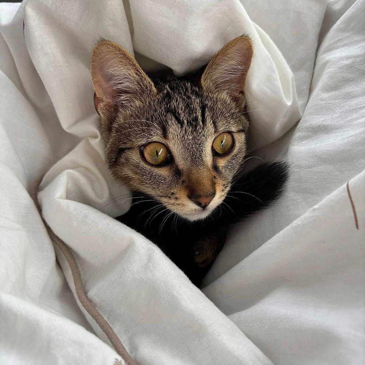 Gaspard