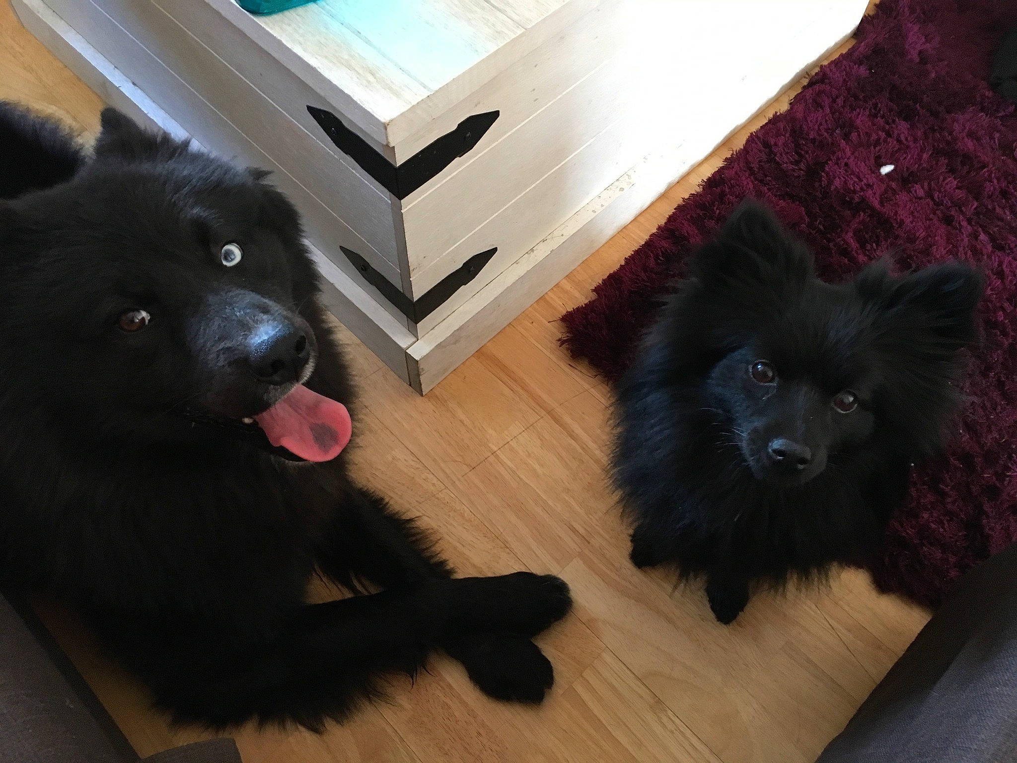 Shadow participe au concours pour gagner de l'argent avec cette photo : canidae, carnivore, companion_dog, dog, dog_breed, eurasier, german_spitz, german_spitz_klein, german_spitz_mittel, keeshond, mammal, non_sporting_group, pomeranian, schipperke, spitz, swedish_lapphund, vertebrate