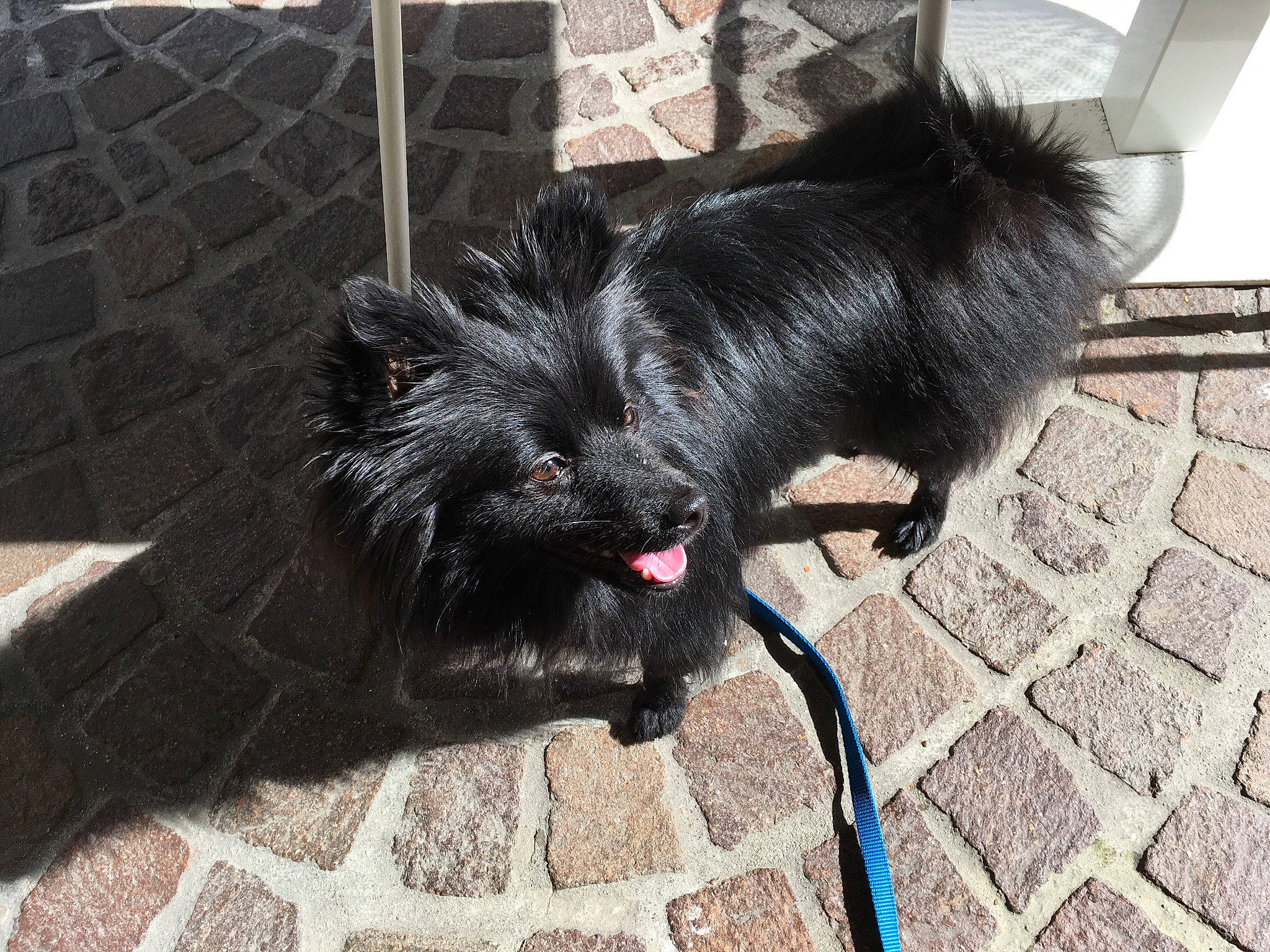 Elsa a rejoint le concours — aidez-le/la à gagner de superbes lots ! affenpinscher, cairn_terrier, canidae, carnivore, companion_dog, dog, dog_breed, german_spitz_mittel, mammal, non_sporting_group, pomeranian, spitz, sporting_group, tail, terrier, toy_dog, vertebrate