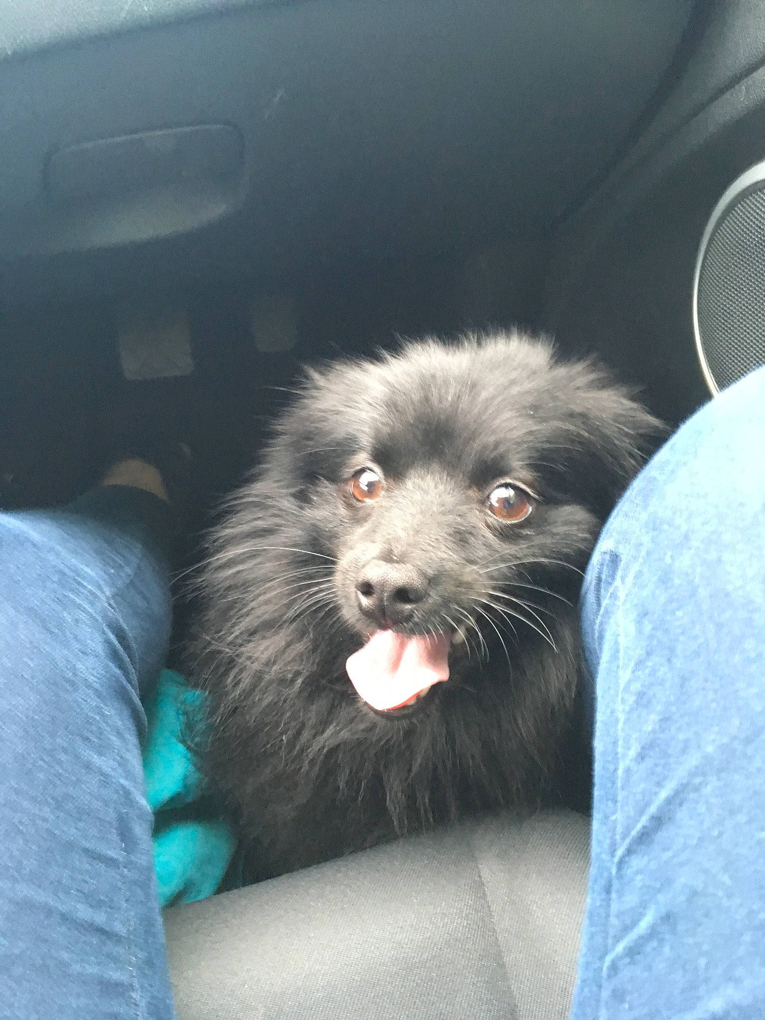 Elsa a rejoint le concours — aidez-le/la à gagner de superbes lots ! canidae, carnivore, companion_dog, dog, dog_breed, fur, mammal, non_sporting_group, pomeranian, puppy, snout, sporting_group