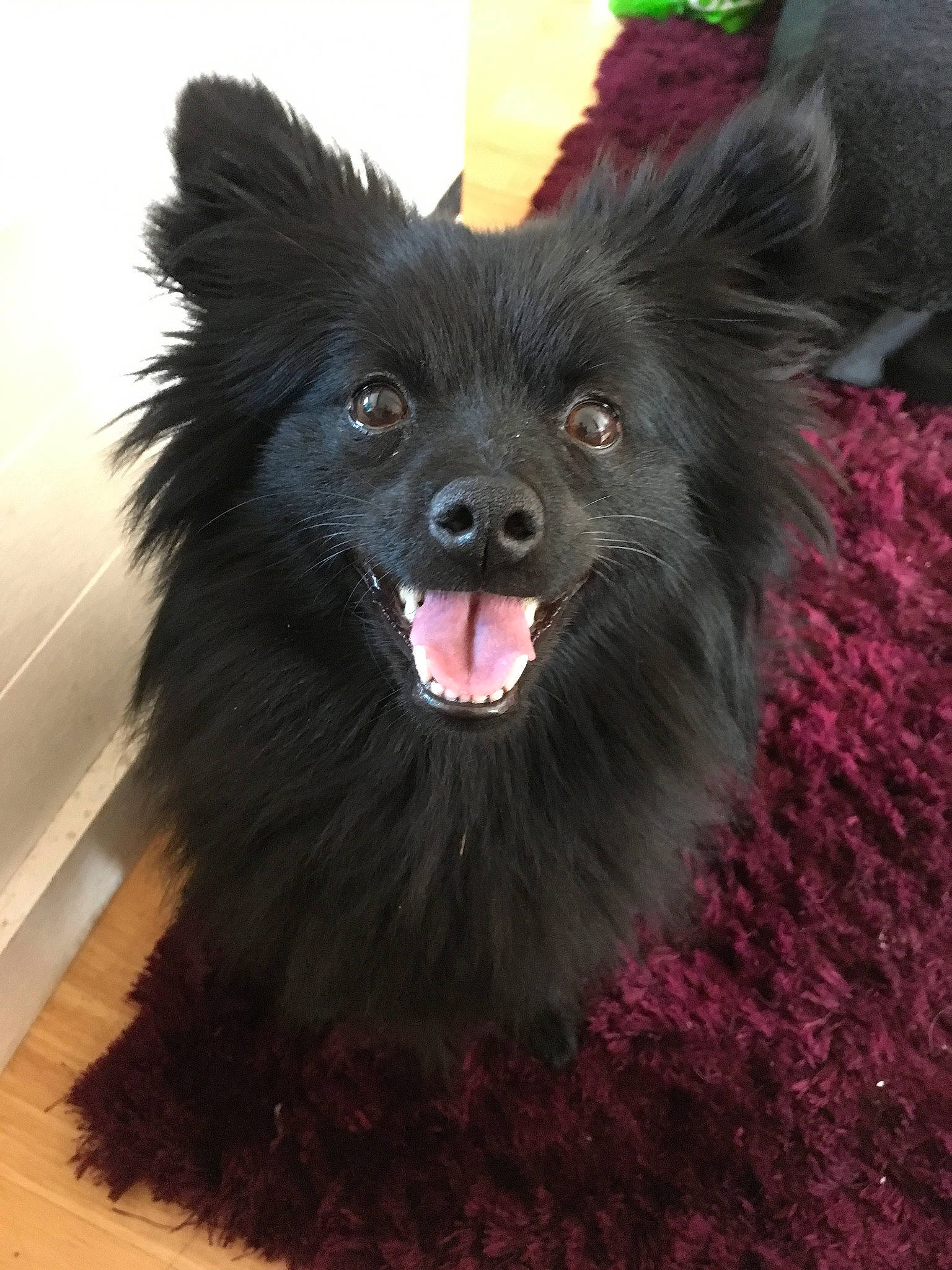 Elsa a rejoint le concours — aidez-le/la à gagner de superbes lots ! belgian_shepherd, canidae, carnivore, companion_dog, dog, dog_breed, german_spitz, german_spitz_mittel, mammal, mudi, non_sporting_group, pomeranian, rare_breed_dog, schipperke, snout, spitz, swedish_lapphund, vertebrate