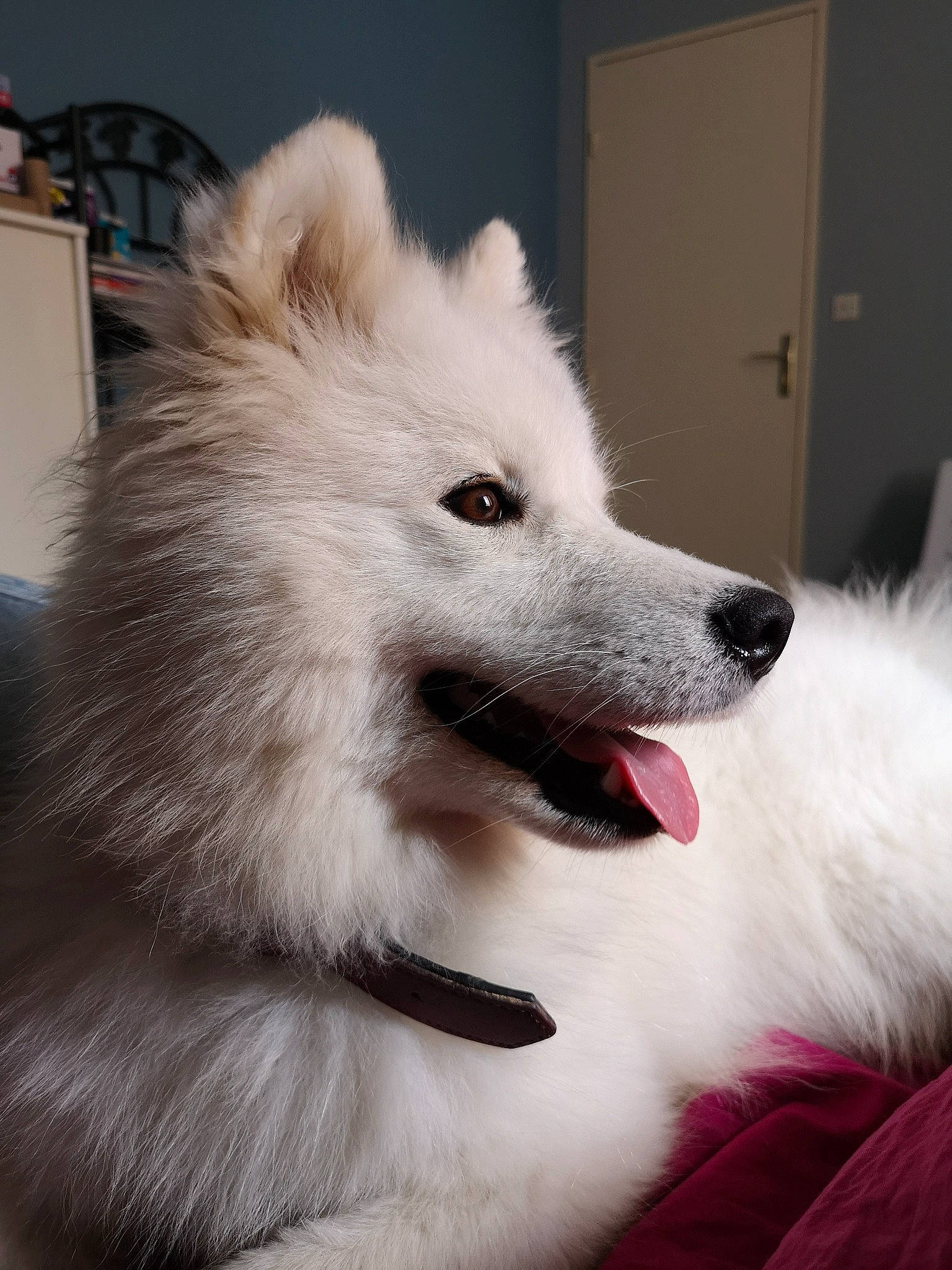 Gidget a rejoint le concours — aidez-le/la à gagner de superbes lots ! american_eskimo_dog, canadian_eskimo_dog, canidae, carnivore, companion_dog, dog, dog_breed, german_spitz, german_spitz_klein, german_spitz_mittel, indian_spitz, japanese_spitz, mammal, non_sporting_group, pomeranian, rare_breed_dog, samoyed, spitz, vertebrate, volpino_italiano