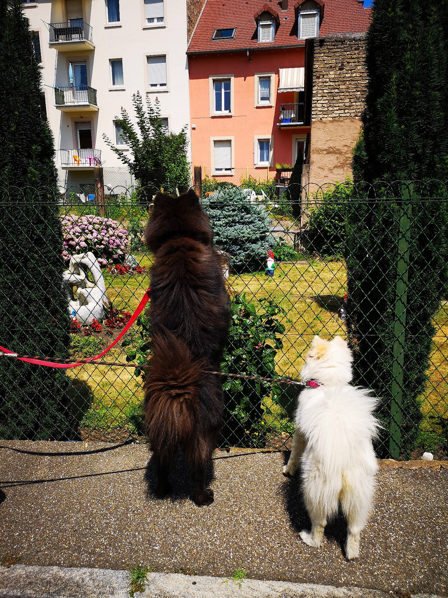 Gidget participe au concours pour gagner de l'argent avec cette photo : cairn_terrier, canidae, carnivore, cat, dog, dog_breed, fawn, felidae, fur, maine_coon, mammal, norwegian_forest_cat, plant, small_to_medium_sized_cats, sporting_group, tail, terrier, tree, vertebrate, walking