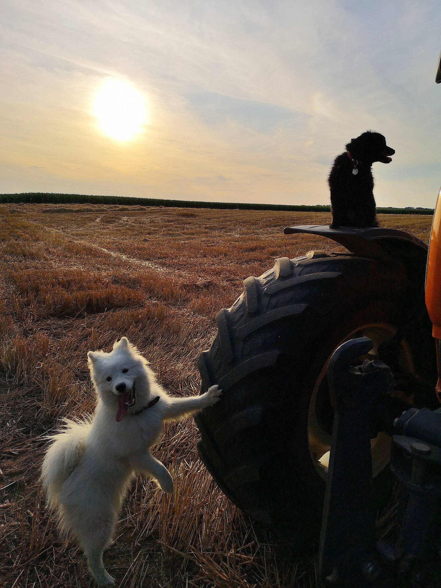 Gidget a rejoint le concours — aidez-le/la à gagner de superbes lots ! american_eskimo_dog, berger_blanc_suisse, canidae, carnivore, cloud, dog, dog_breed, evening, japanese_spitz, non_sporting_group, norwegian_buhund, pomeranian, samoyed, siberian_husky, sky, spitz, volpino_italiano, white_shepherd