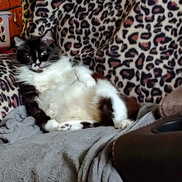 Oreo joined the competition — help win amazing prizes! animal, black_and_white, blanket, cat, chair, comfortable, cozy, cute, domestic, feline, fluffy, fur, home, indoor, leopard_print, pattern, pet, relaxed, resting, soft