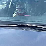 Cash joined the competition — help win amazing prizes! dog, car, windshield, seat_cover, tongue_out, pet, animal, vehicle, happy, inside, transportation, reflection, interior, window, leash, collar, daytime, parked_car, smiling_dog, front_seat