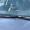 dog, car, windshield, seat_cover, tongue_out, pet, animal, vehicle, happy, inside, transportation, reflection, interior, window, leash, collar, daytime, parked_car, smiling_dog, front_seat