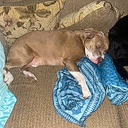 Cash joined the competition — help win amazing prizes! animal, black_dog, blanket, brown_dog, canine, comfort, couch, cozy, dog, domestic, furniture, home, indoor, nap, pet, pillows, relaxed, resting, sleeping, white_paws