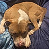 Cash is registered to the contest to win money with this photo: animal, blanket, blue_blanket, brown_dog, canine, comfort, companion, couch, cozy, dog, fur, home, indoor, nap, paw, pet, relaxed, resting, sleeping_dog, white_dog