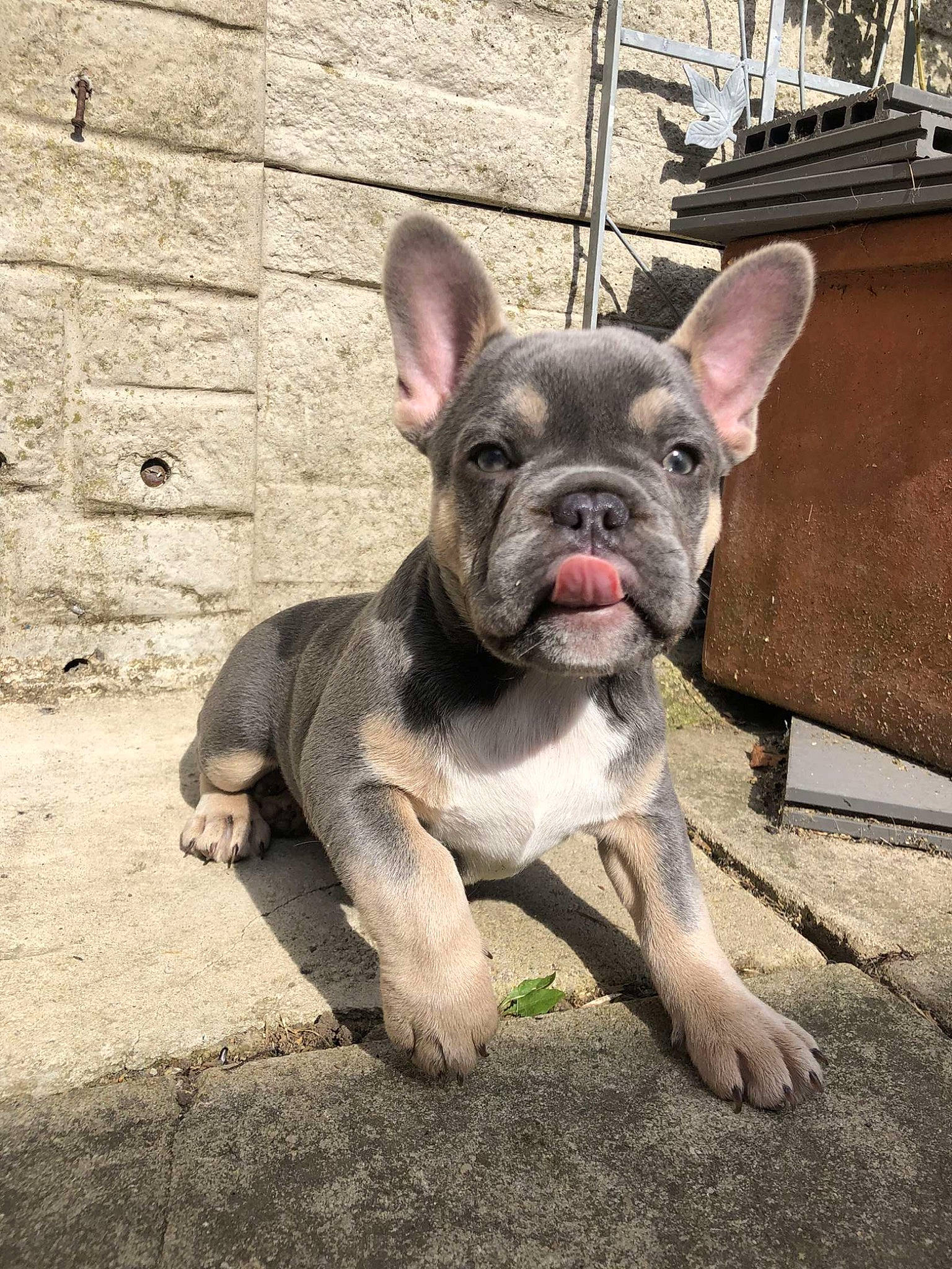 Doris joined the competition — help win amazing prizes! bulldog, canidae, carnivore, collar, companion_dog, dog, dog_breed, dog_collar, ear, fawn, grass, non_sporting_group, snout, sporting_group, terrestrial_animal, toy_dog, whiskers, working_animal, wrinkle