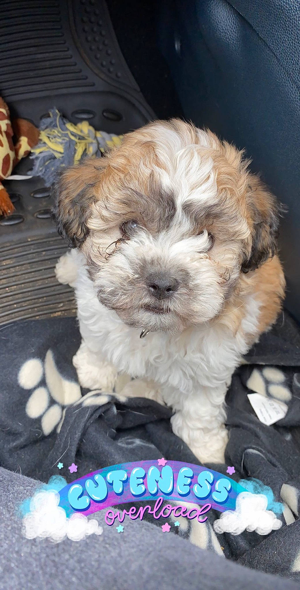 Russ is registered to the contest to win money with this photo: canidae, carnivore, companion_dog, dog, dog_breed, dog_collar, dog_supply, fur, liver, maltepoo, non_sporting_group, paw, poodle_crossbreed, puppy_love, shih_poo, small_terrier, snout, sporting_group, terrier, toy_dog