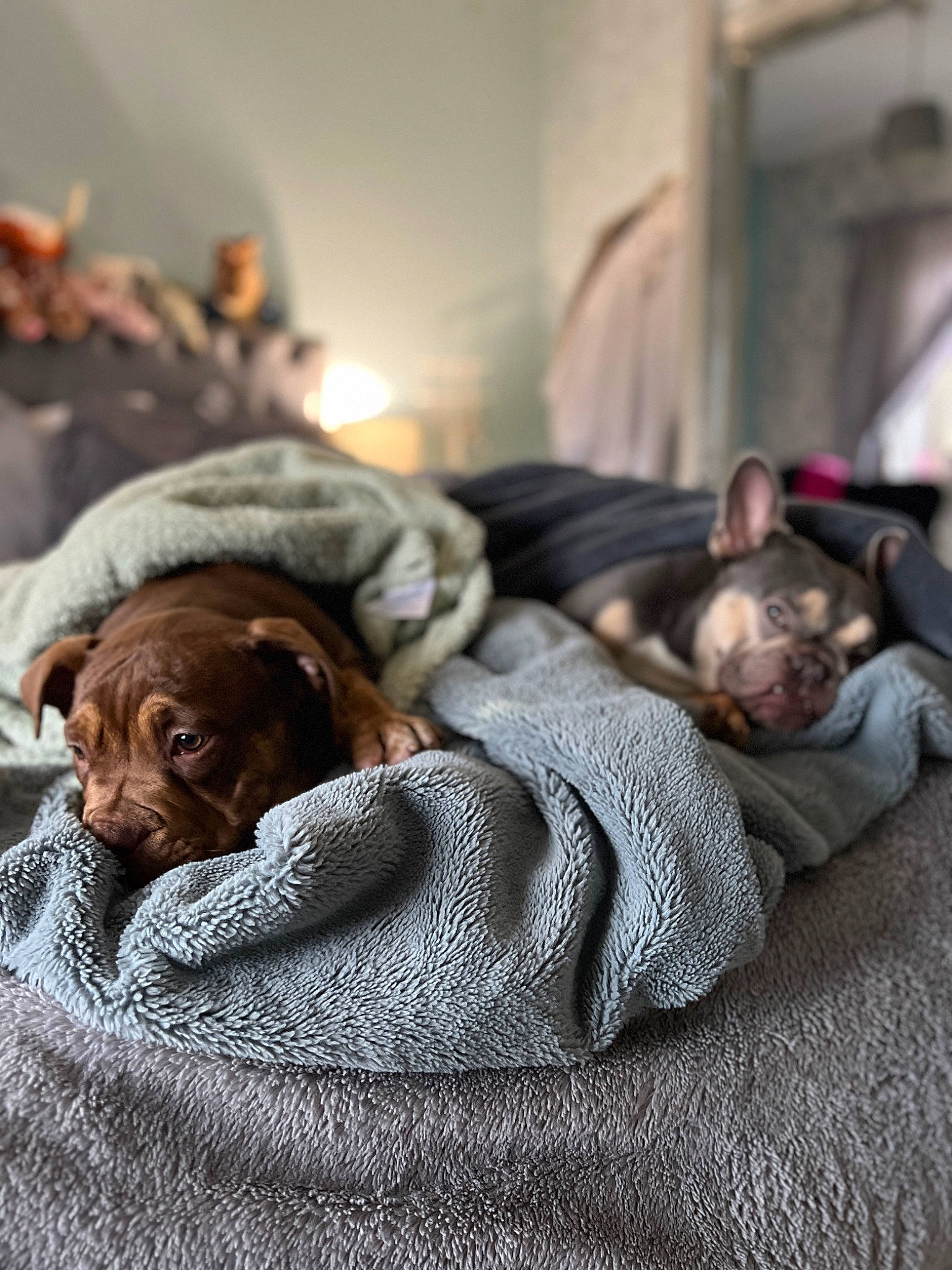 Bella is registered to the contest to win money with this photo: bed_sheet, bedding, brown, canidae, carnivore, comfort, companion_dog, dog, dog_breed, fawn, fur, grey, linens, liver, room, snout, sporting_group, wood, working_animal, wrinkle