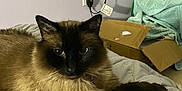 Tofu joined the competition — help win amazing prizes! cat, siamese_cat, fluffy, bed, blanket, cardboard_box, indoor, pet, animal, fur, paw, resting, cute, cozy, domestic, mammal, whiskers, relaxed, feline, household