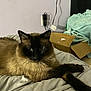 cat, siamese_cat, fluffy, bed, blanket, cardboard_box, indoor, pet, animal, fur, paw, resting, cute, cozy, domestic, mammal, whiskers, relaxed, feline, household