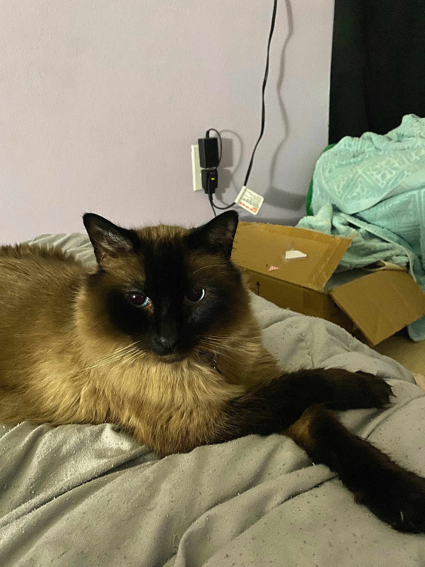 Tofu joined the competition — help win amazing prizes! cat, siamese_cat, fluffy, bed, blanket, cardboard_box, indoor, pet, animal, fur, paw, resting, cute, cozy, domestic, mammal, whiskers, relaxed, feline, household