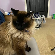 Tofu joined the competition — help win amazing prizes! cat, siamese_cat, fluffy, indoor, laundry_basket, clothes, door, carpet, purple_wall, furniture, pet, animal, mammal, collar, blue_collar, whiskers, sitting, close_up, household, domestic