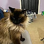cat, siamese_cat, fluffy, indoor, laundry_basket, clothes, door, carpet, purple_wall, furniture, pet, animal, mammal, collar, blue_collar, whiskers, sitting, close_up, household, domestic