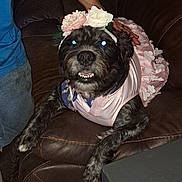 Oreo joined the competition — help win amazing prizes! affenpinscher, animal, canine, chair, couch, cushion, dog, face, flower, furniture, head, homedecor, person, pet, photography, plant, portrait, puppy, rose, terrier