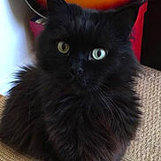 Ponyo participe au concours pour gagner de l'argent avec cette photo : cat, black_cat, heterochromia, fluffy, pet, animal, indoor, guitar, musical_instrument, furniture, beige, texture, close_up, sitting, portrait, cute, whiskers, ears, eyes, calm
