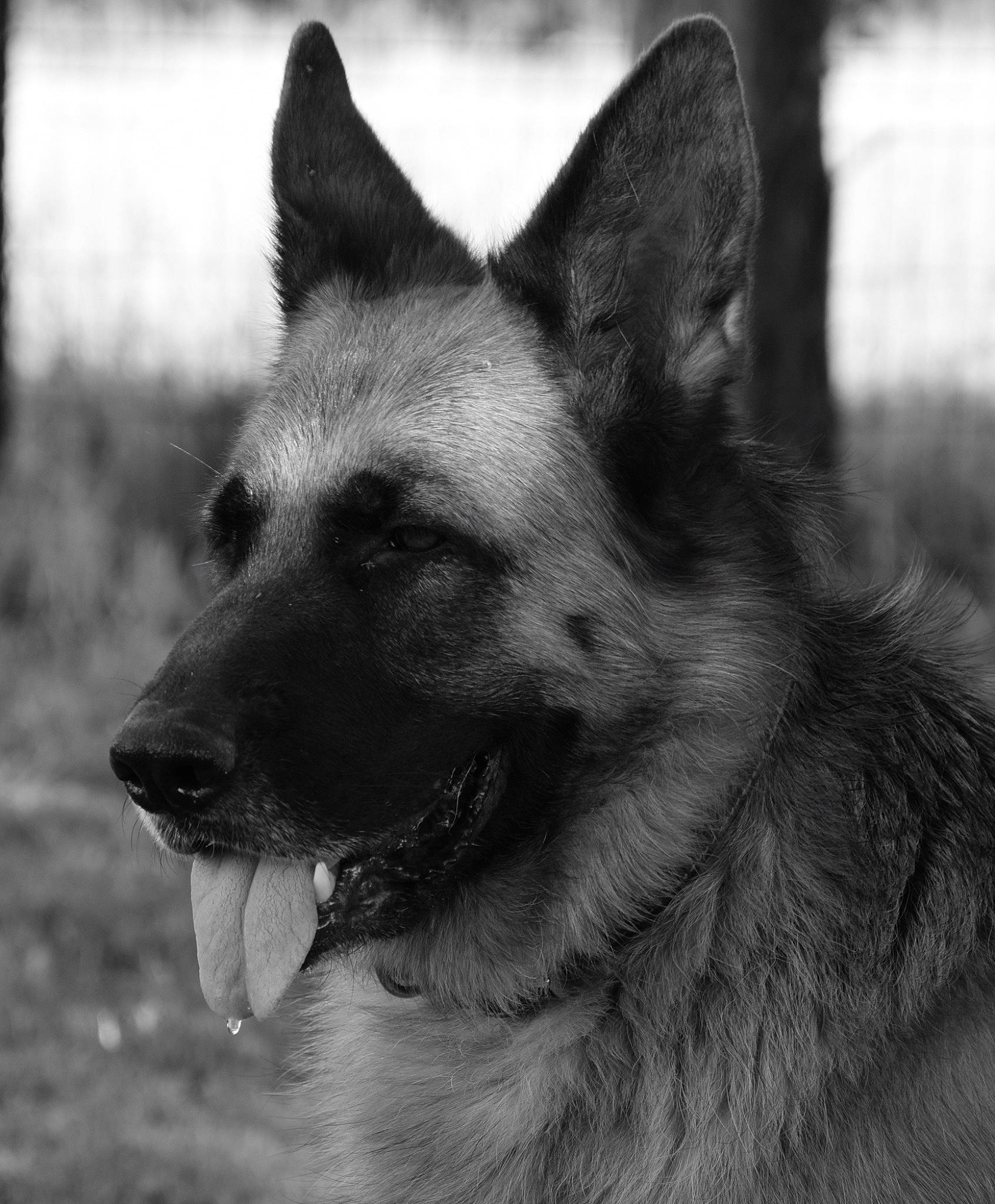 Phoebe a rejoint le concours — aidez-le/la à gagner de superbes lots ! canidae, canis, carnivore, companion_dog, dog, dog_breed, fang, fawn, fur, monochrome, monochrome_photography, snout, sporting_group, stock_photography, style, terrestrial_animal, whiskers, wildlife, working_animal, working_dog