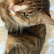 Penelope is registered to the contest to win money with this photo: cat, tabby_cat, pet, feline, animal, whiskers, green_eyes, collar, bell, fur, cute, domestic_cat, resting, indoor, blanket, cozy, close_up, sleepy, relaxed, bed