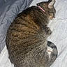 Penelope joined the competition — help win amazing prizes! cat, tabby, sleeping, curl_up, blanket, bed, cozy, pet, feline, fur, animal, rest, indoor, cute, pink_collar, domestic_animal, whiskers, relax, doze, quiet