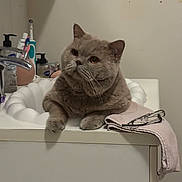 Pacha a rejoint le concours — aidez-le/la à gagner de superbes lots ! bathroom, cabinet, cat, cleaning_supplies, countertop, curious, domestic, feline, fur, glasses, gray_cat, household, indoor, mirror, pet, relaxed, sink, toiletries, towel, whiskers