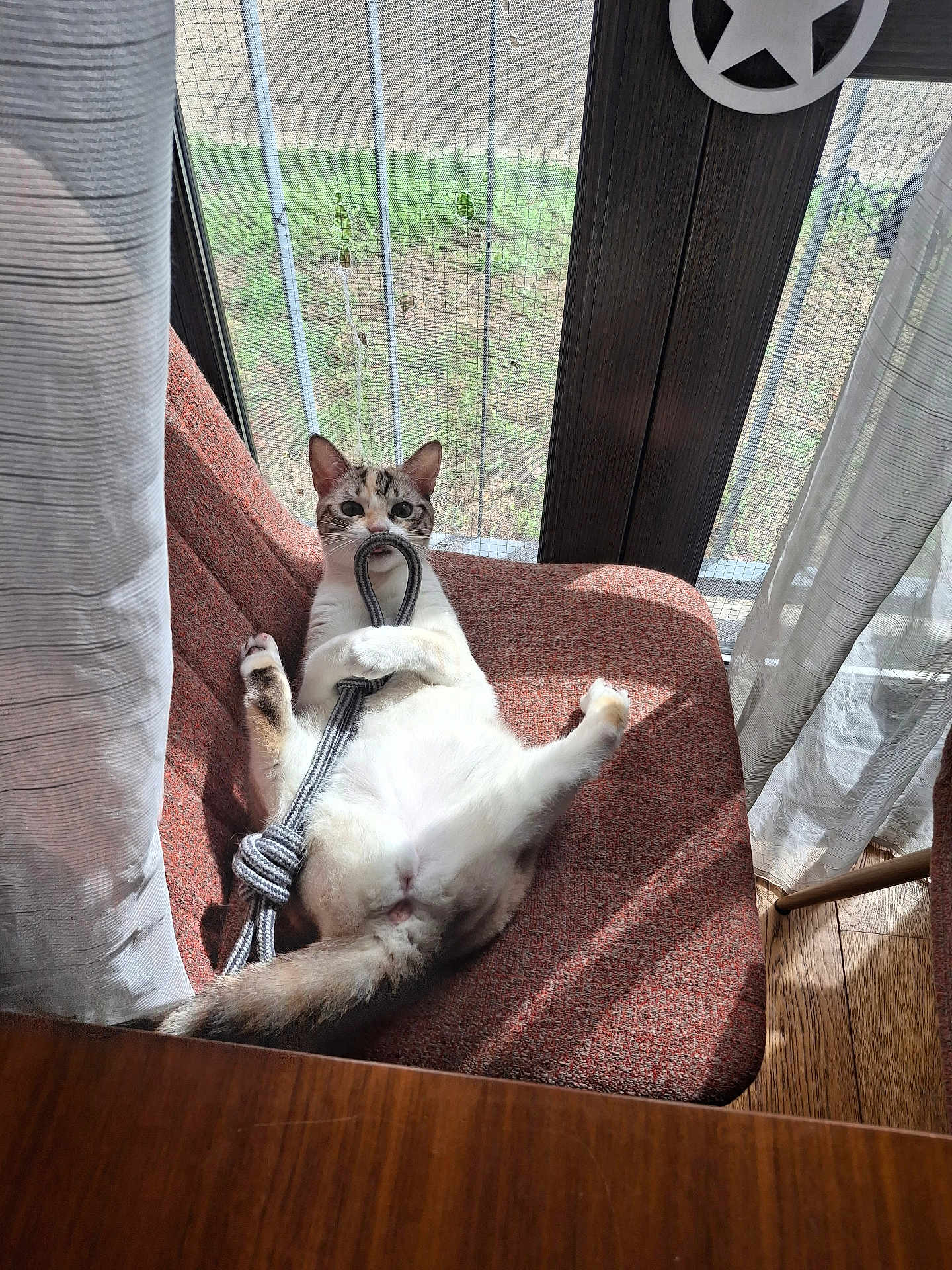 Valkyrie a rejoint le concours — aidez-le/la à gagner de superbes lots ! cat, chair, curtains, daylight, domestic_animal, feline, fur, home, indoor, orange_chair, paw, pet, playful, relaxed, resting, rope_toy, shadow, sunlight, window, wooden_floor