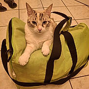 Valkyrie participe au concours pour gagner de l'argent avec cette photo : animal, black_strap, cat, curious, domestic, feline, floor, green_bag, home, indoor, light_brown, looking_at_camera, paws, pet, relaxed, resting, slippers, tile_floor, white_fur, zipper