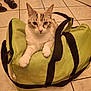 animal, black_strap, cat, curious, domestic, feline, floor, green_bag, home, indoor, light_brown, looking_at_camera, paws, pet, relaxed, resting, slippers, tile_floor, white_fur, zipper