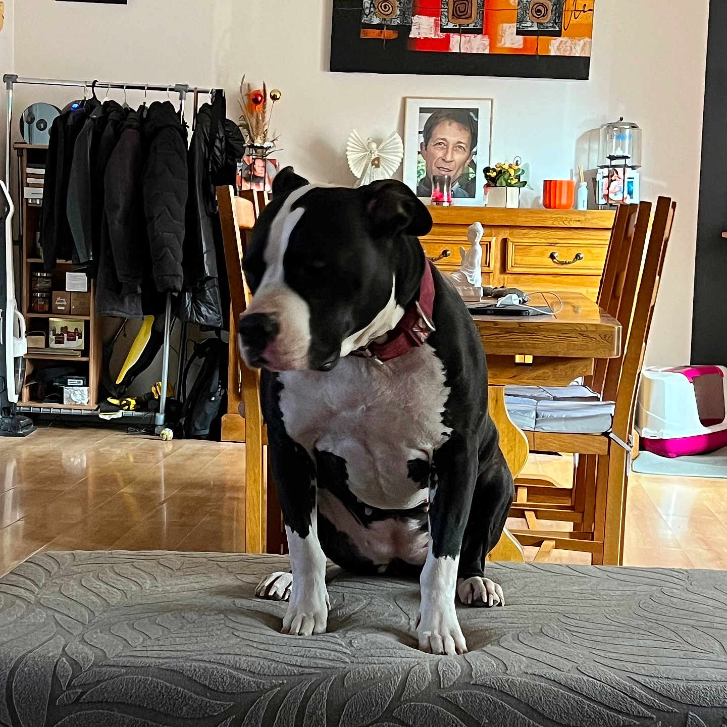 Feya a rejoint le concours — aidez-le/la à gagner de superbes lots ! black_and_white, coat_rack, collar, cushion, decor, dog, floor, framed_photo, furniture, home, household_items, indoor, jackets, living_room, painting, patterned_surface, pet, seated, wooden_chair, wooden_table