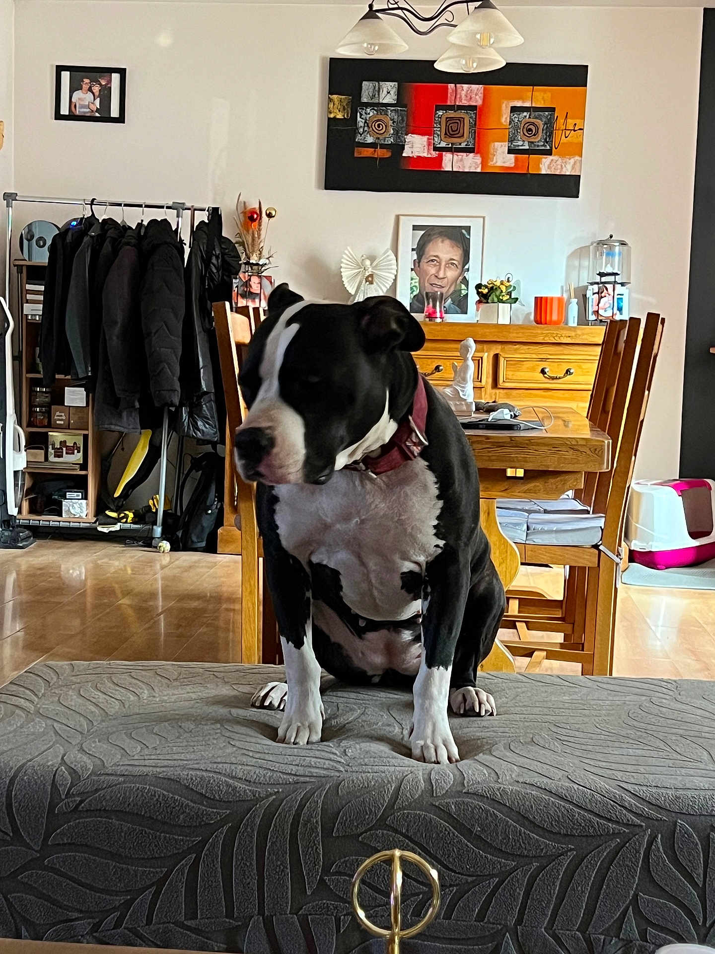 Feya a rejoint le concours — aidez-le/la à gagner de superbes lots ! black_and_white, coat_rack, collar, cushion, decor, dog, floor, framed_photo, furniture, home, household_items, indoor, jackets, living_room, painting, patterned_surface, pet, seated, wooden_chair, wooden_table