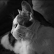Barbotine a rejoint le concours — aidez-le/la à gagner de superbes lots ! abyssinian, angora, animal, bodypart, cat, couch, ear, face, furniture, head, kitten, manx, person, pet, photography, portrait, siamese, sleeping, snout, white