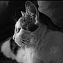 abyssinian, angora, animal, bodypart, cat, couch, ear, face, furniture, head, kitten, manx, person, pet, photography, portrait, siamese, sleeping, snout, white
