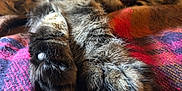 Barney a rejoint le concours — aidez-le/la à gagner de superbes lots ! animal, blanket, cat, claws, close_up, colorful, cozy, fur, furry, indoor, paws, pet, relaxed, resting, sleepy, soft, striped, tabby, whiskers, woven