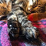 Barney a rejoint le concours — aidez-le/la à gagner de superbes lots ! cat, tabby, paws, furry, close_up, blanket, woven, colorful, striped, sleepy, pet, animal, indoor, cozy, relaxed, fur, whiskers, claws, resting, soft