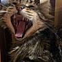 cat, tabby, yawning, mouth_open, teeth, tongue, fur, whiskers, closeup, pet, animal, sleepy, indoor, wood, feline, cute, fluffy, face, expression, relaxed