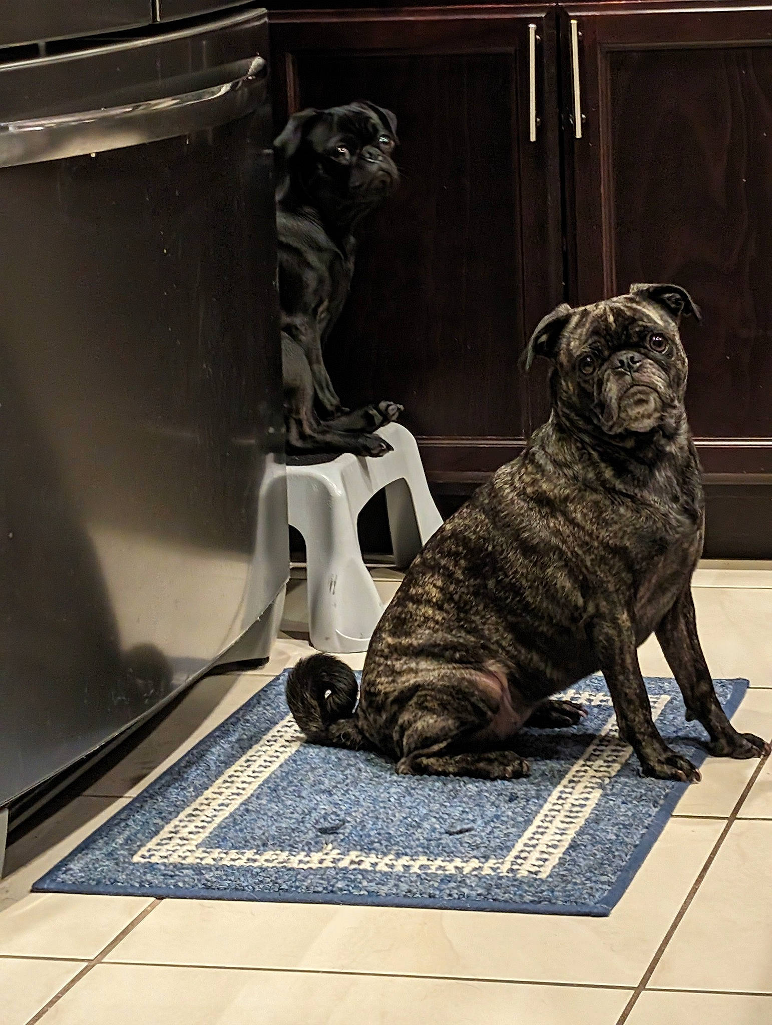 Birdy Lou joined the competition — help win amazing prizes! canidae, carnivore, companion_dog, dog, dog_breed, fawn, felidae, flooring, guard_dog, mat, metal, room, small_to_medium_sized_cats, snapshot, snout, sporting_group, tail, terrestrial_animal, working_animal, wrinkle