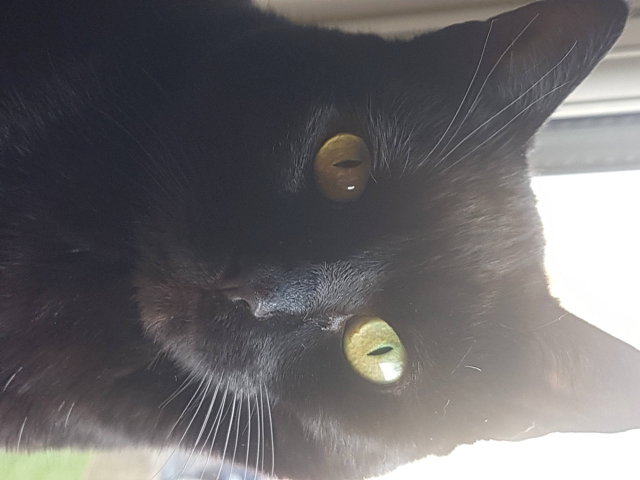 Berry joined the competition — help win amazing prizes! black_cat, bombay, carnivore, cat, felidae, fur, small_to_medium_sized_cats, snout, terrestrial_animal, whiskers