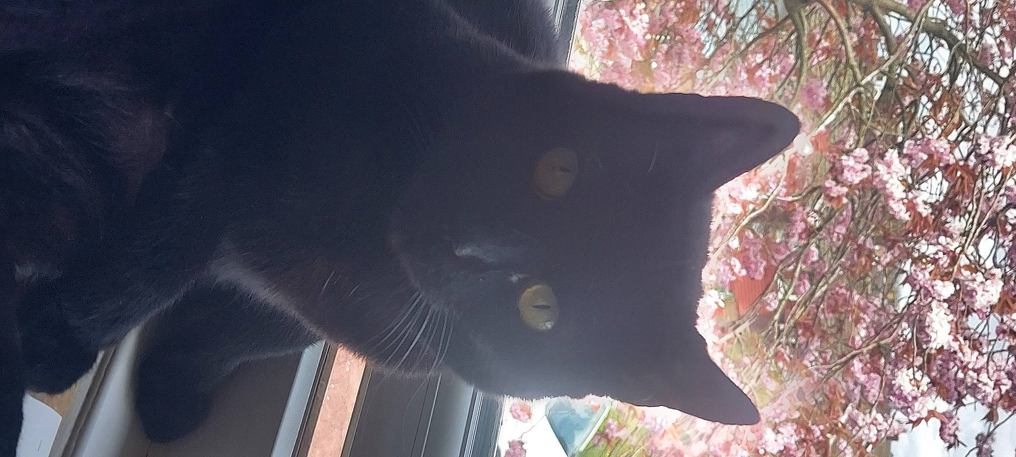 Berry is registered to the contest to win money with this photo: art, black_cat, carmine, carnivore, cat, felidae, fur, grass, grey, organism, plant, sculpture, sky, small_to_medium_sized_cats, tail, tints_and_shades, tree, twig, whiskers, window