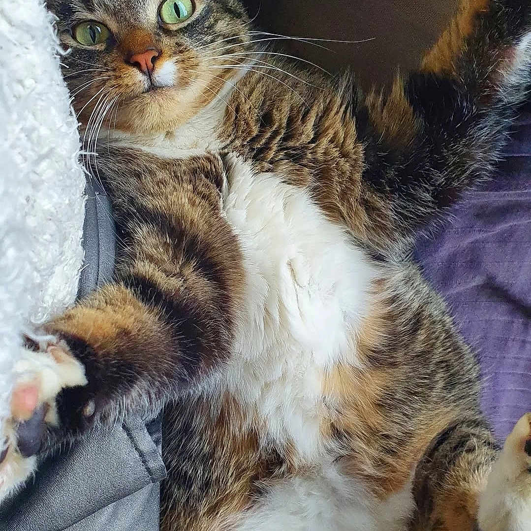 Pattaya participe au concours pour gagner de l'argent avec cette photo : animal, cat, close_up, comfort, couch, cute, domestic, fabric, feline, fur, green_eyes, indoor, laying_down, paw, pet, relaxed, resting, soft, tabby, whiskers