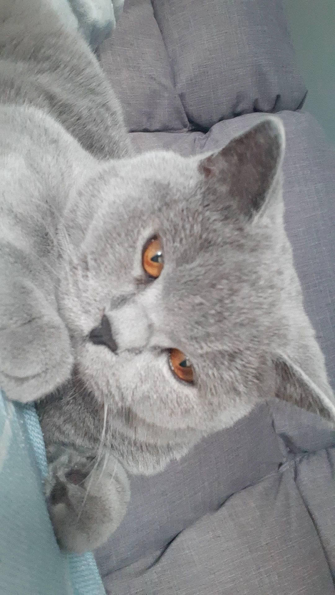 Pablo participe au concours pour gagner de l'argent avec cette photo : british_longhair, british_shorthair, carnivore, cat, chartreux, domestic_short_haired_cat, felidae, kitten, mammal, russian_blue, small_to_medium_sized_cats, whiskers