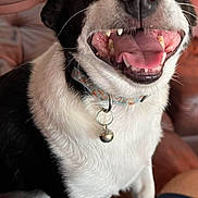 Kojak joined the competition — help win amazing prizes! dog, black_and_white, pet, happy, tongue_out, smiling, collar, bell, hand, indoor, couch, fur, animal, canine, close_up, friendly, domestic, paw, companion, cute