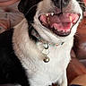 dog, black_and_white, pet, happy, tongue_out, smiling, collar, bell, hand, indoor, couch, fur, animal, canine, close_up, friendly, domestic, paw, companion, cute